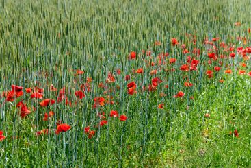 Field, wheat and flowers with farming, poppies and...