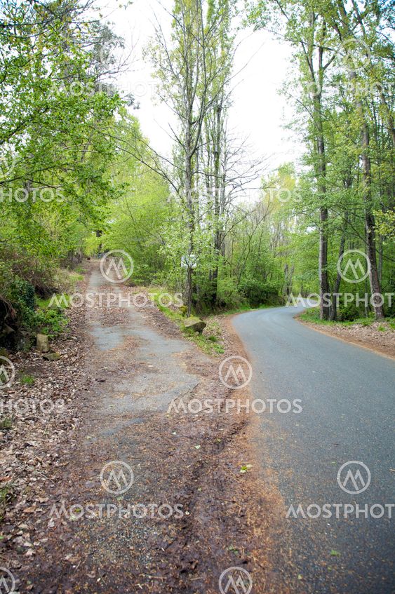 two roads through the trees