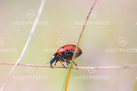 Ladybug on a straw
