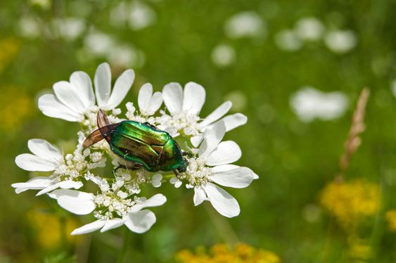 Golden stag beetle