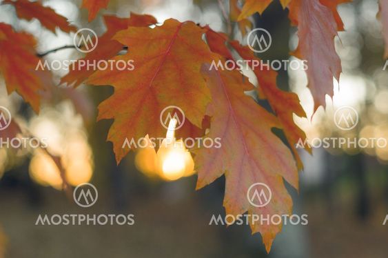 Autumn twig of nothern red oak with orange leaves