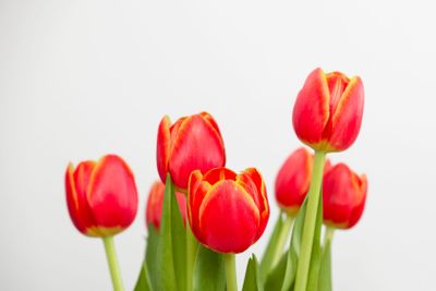 Orange Tulips