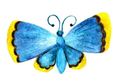 The butterfly is blue with the yellow ends of the wings....