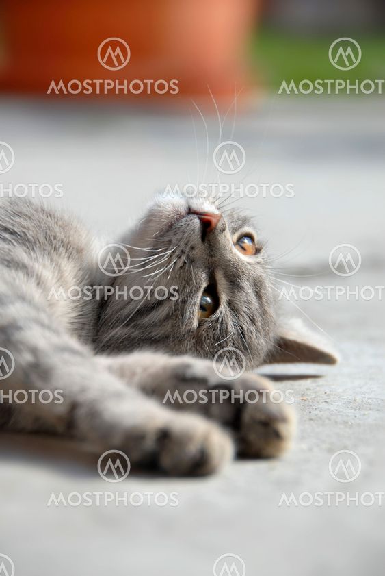 Ligger grå kat