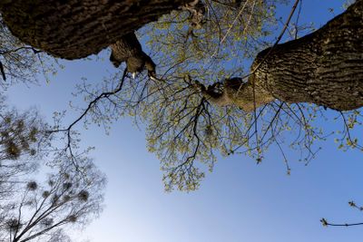 deciduous trees in the forest in the spring season