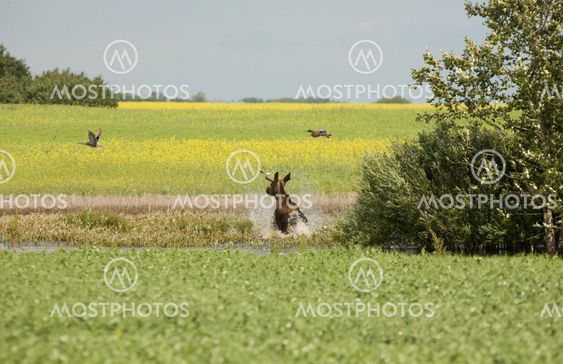 Young Bull Moose
