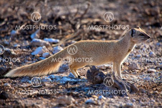 a yellow mongosse at etosha national park