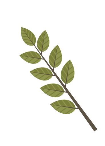 Green Leafy Branch on White Background with Simple and...