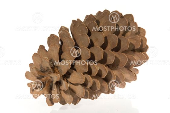 Cedar cone