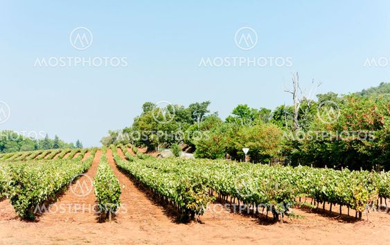 vineyars in Alentejo, Portugal