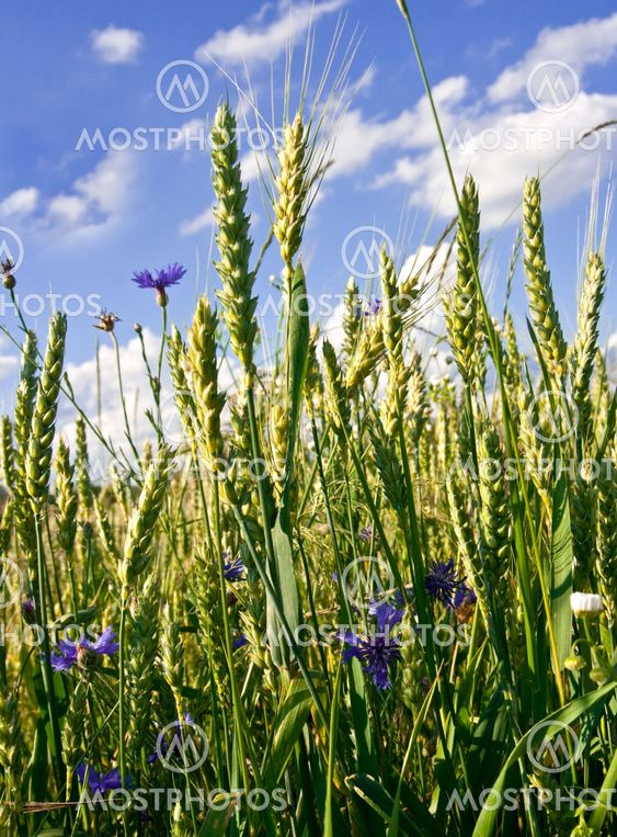 Corn-flowers