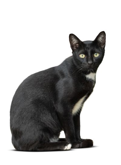 thai domestic black cat sitting on floor isolated white...