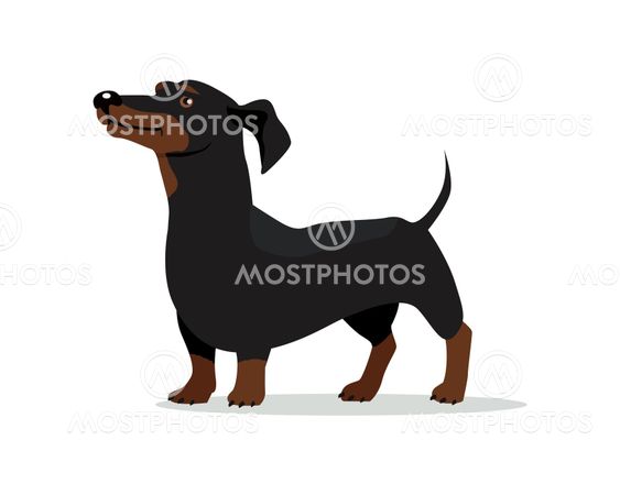 Dachshund Dog Vector Flat Design Illustration