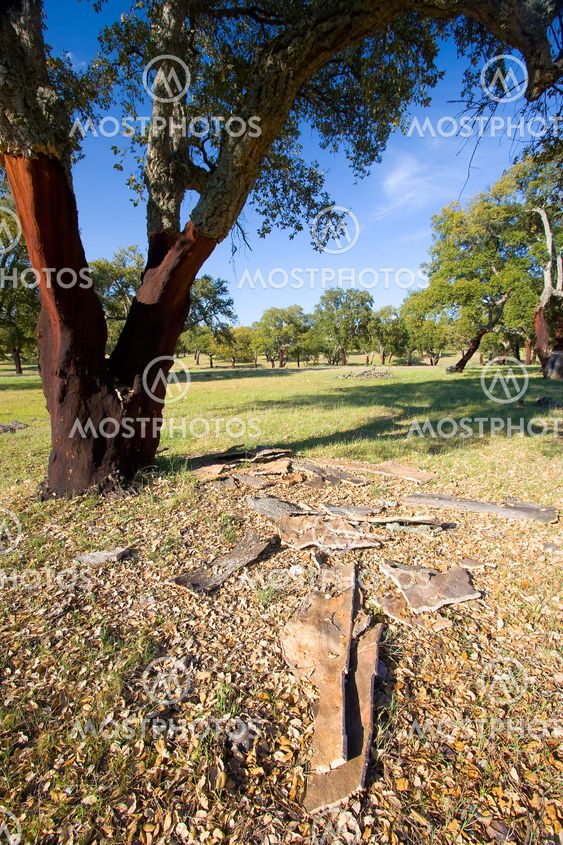 Cork oak i Monfrague, Caceres, Extremadura (Spanien)