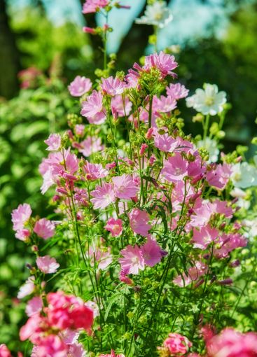 Environment, flowers and spring with plant in nature for...