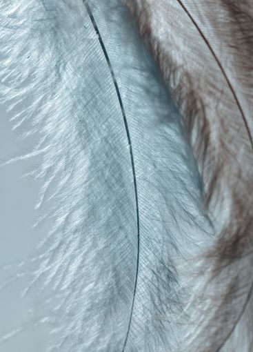 Blue Feather Texture.Delicate Feathers in Soft...