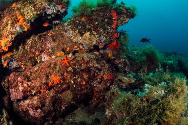 rocky reef with wild red starfish on clear sea