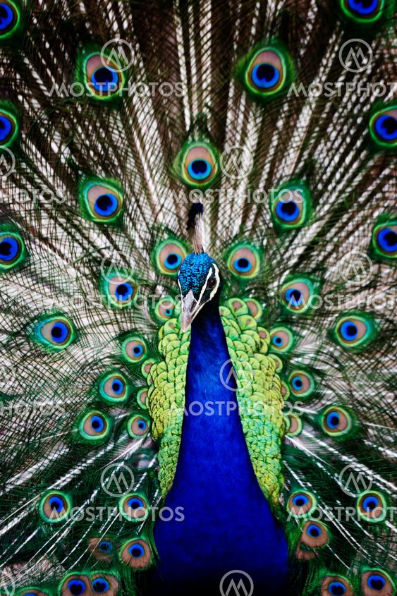 Peacock
