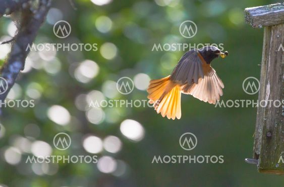Common Redstart