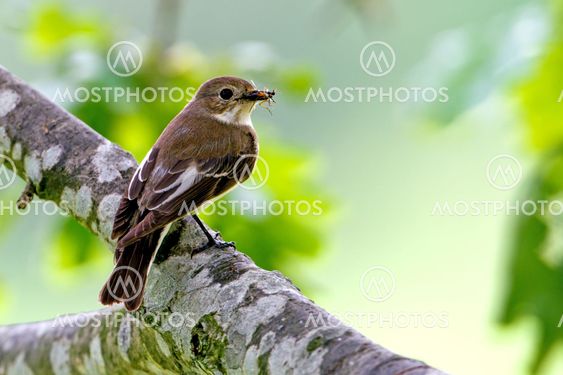 Flycatcher, female