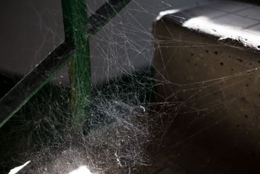 Spider web in sunlight macro.