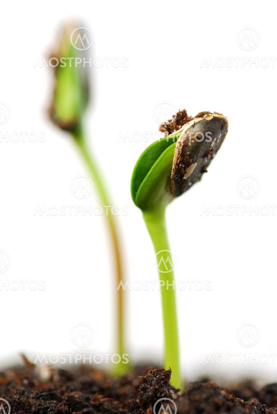 Sprouts