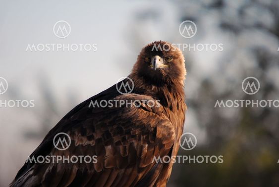 Golden Eagle