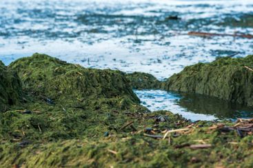 algae proliferating on the seashore during a water bloom