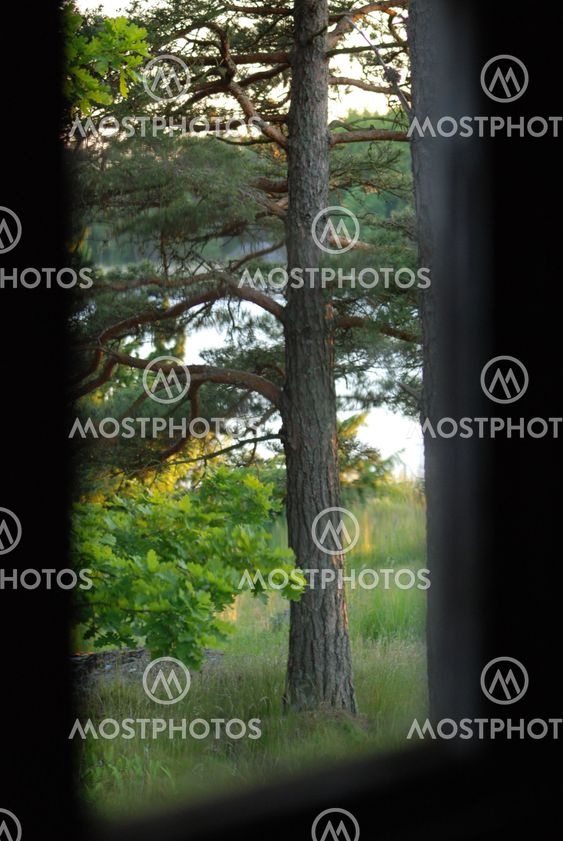Fönsterträd /windowtree
