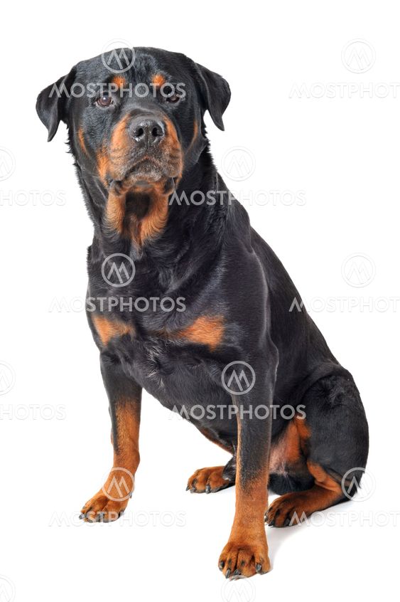 Rottweiler