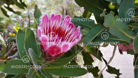 Protea flower close up.