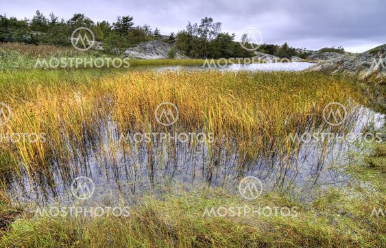 Reed in the archipelago.