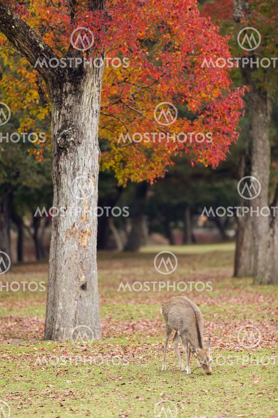 deer grazing in Nara park