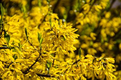 Detail of yellow forsythia bush 