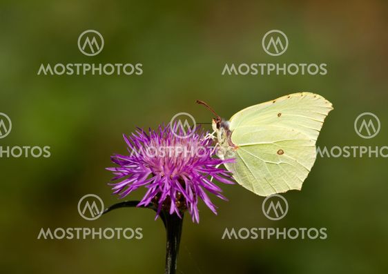 Common brimstone. (Gonepteryx rhamni)
