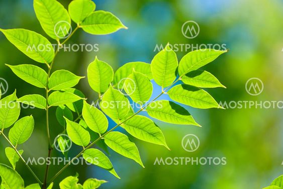 Gröna blad
