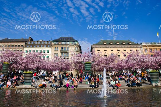 Körsbärsträden i kungsträdgården