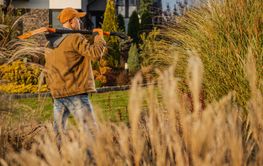 Man Pruning Ornamental Grasses in a Landscaped Garden...