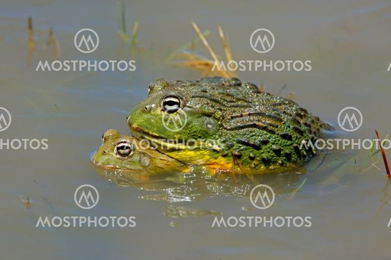 Mating African giant bullfrogs
