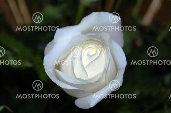 Simple Elegance