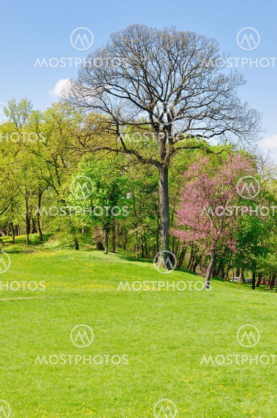 Spring morning