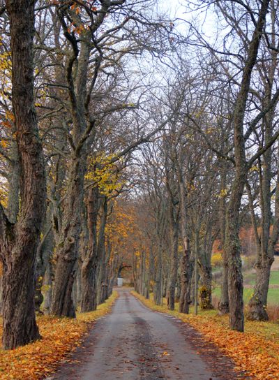 Allé i höstfärger