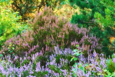 Forest, growth or calluna flowers in nature for...