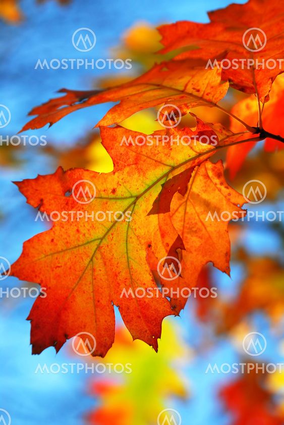 Fall oak leaves