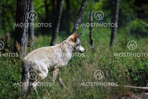 Wolf in the wild