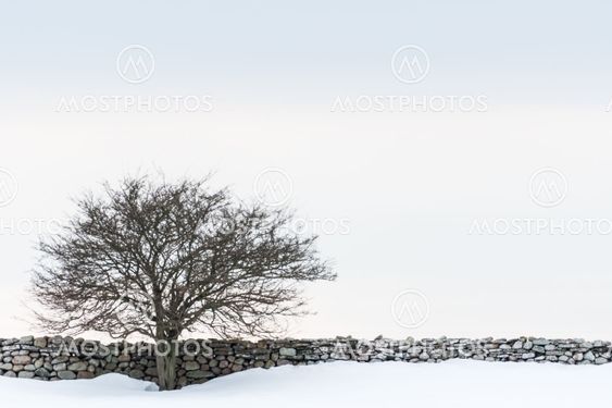 Lone tree by a stone wall