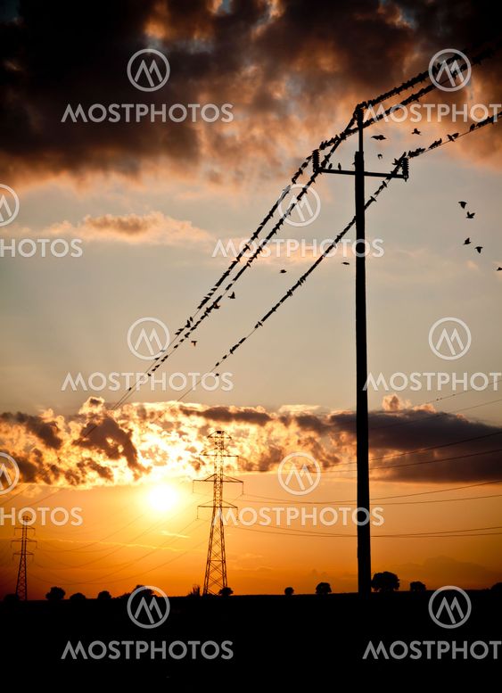 birds on energy