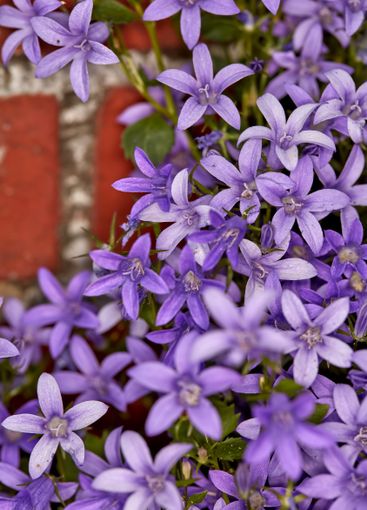 Flowers, garden and nature with closeup outdoor for...