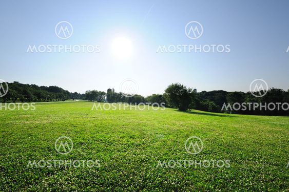 Morning landscape