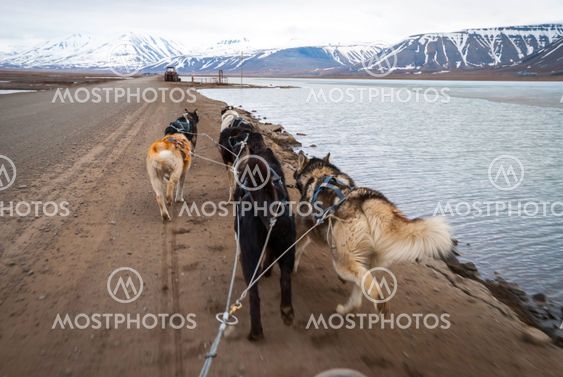 Summer dog sledding, first person perspective
